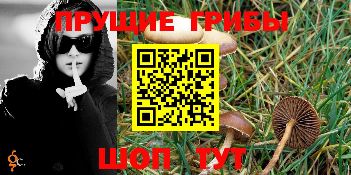где продают   Псилоцибиновые грибы Psilocybine cubensis  Вход с VPN  Чехов 